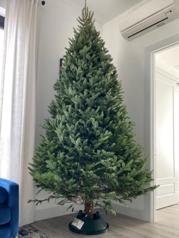 Premium Fraser Fir Christmas Tree FREE Delivery